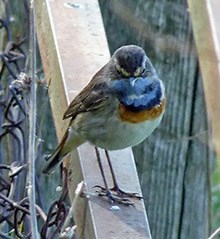 Bluethroat - Luscinia cyanecula © John Muddeman